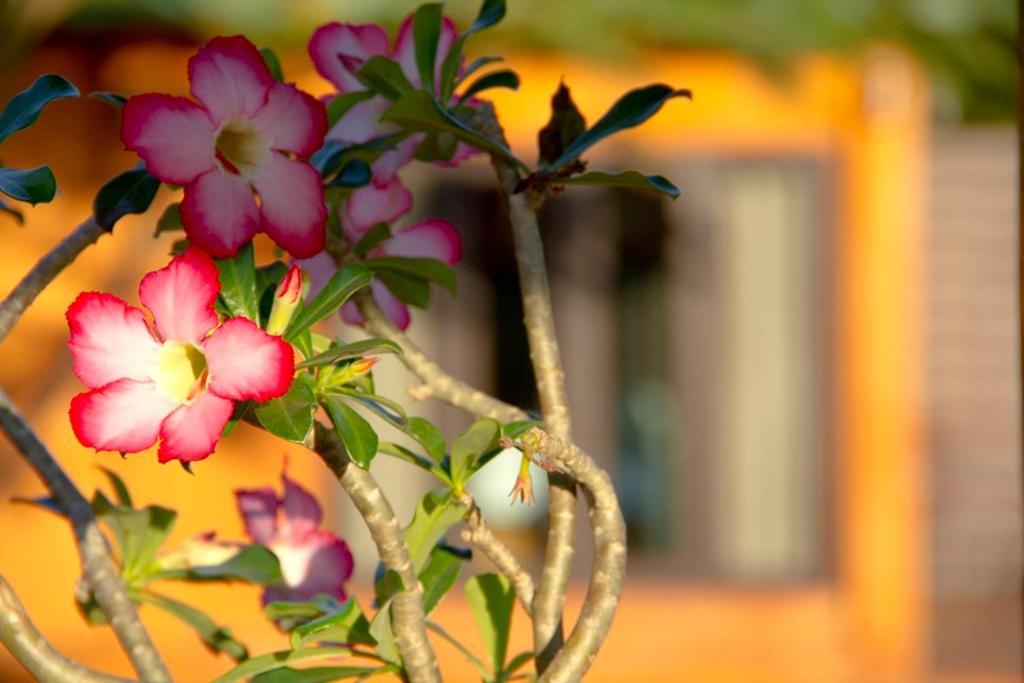 Thaton Hill Resort Mae Ai Eksteriør bilde